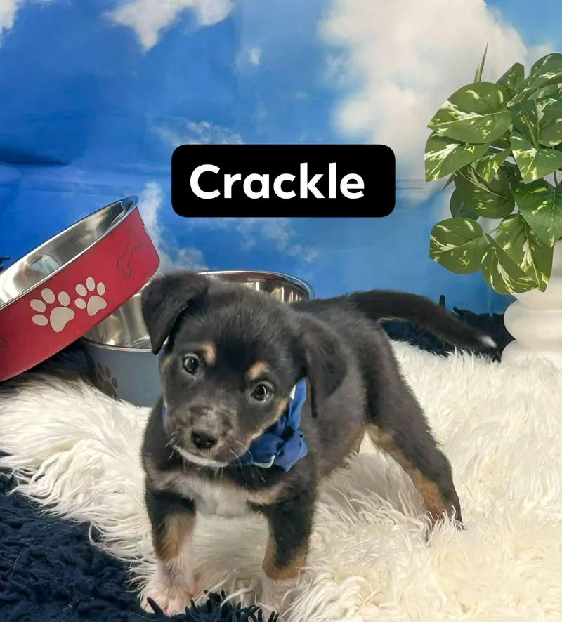 A baby small-sized male Black Shepherd dog named Crackle for adoption in Sevierville, TN