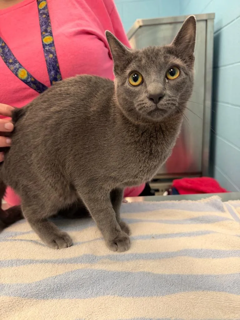 A young medium-sized female Gray / Blue / Silver Domestic Short Hair cat named Mika for adoption in Frankfort, KY