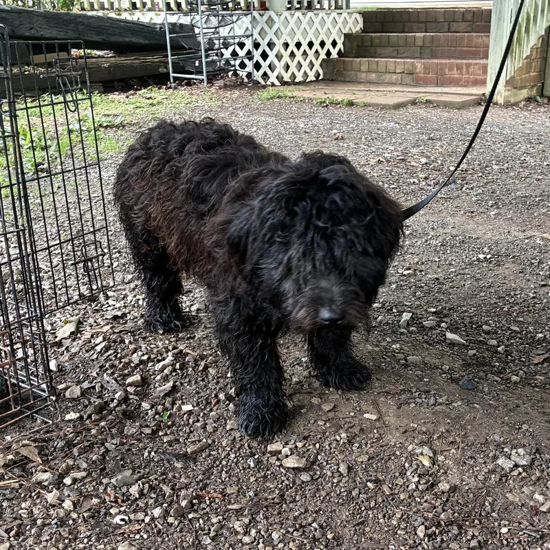 An adult medium-sized male Black Terrier dog named Franknbeans for adoption in Chattanooga, TN