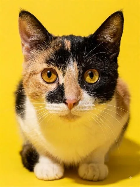 A young medium-sized female Domestic Short Hair cat named Talenti for adoption in Jacksonville, FL