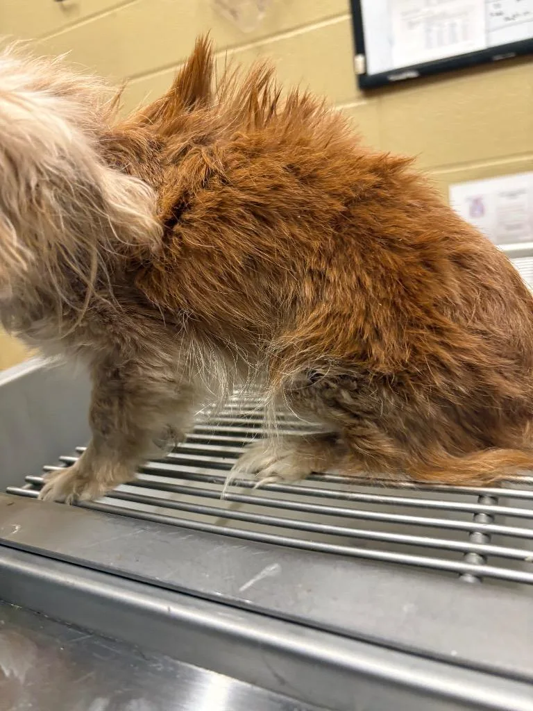 A senior small-sized female Mixed Breed dog named Kemper for adoption in Douglasville, GA