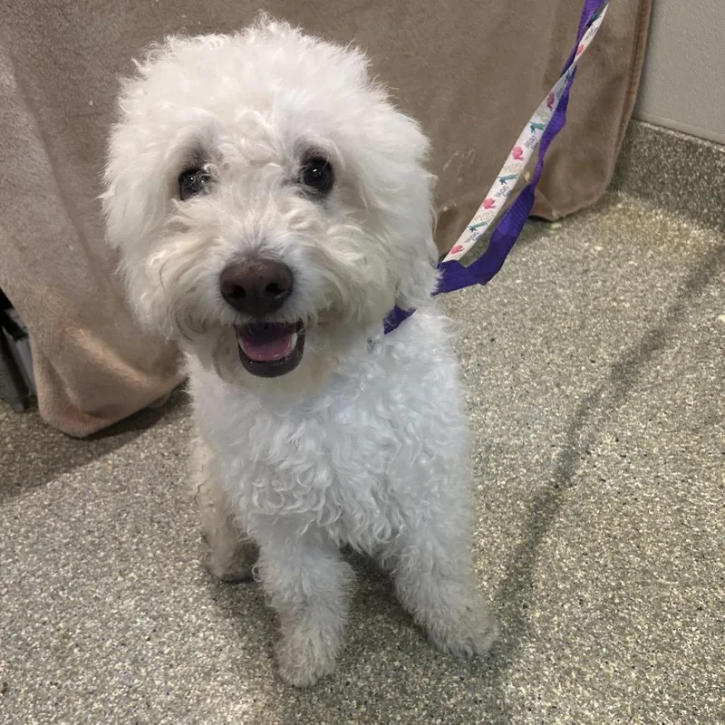 A young small-sized male White / Cream Poodle dog named IVHSStray for adoption in San Gabriel, CA