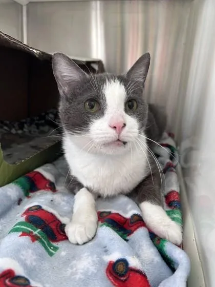 An adult small-sized male Domestic Short Hair cat named Theon for adoption in Westland, MI