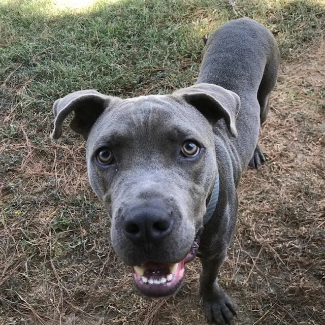 A baby large-sized male Cane Corso dog named Chase Gravy for adoption in Little Rock, AR