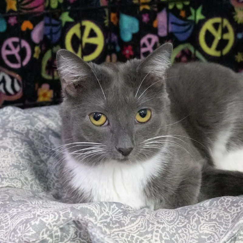 A young small-sized female Domestic Short Hair cat named Ella Mae for adoption in McKean, PA
