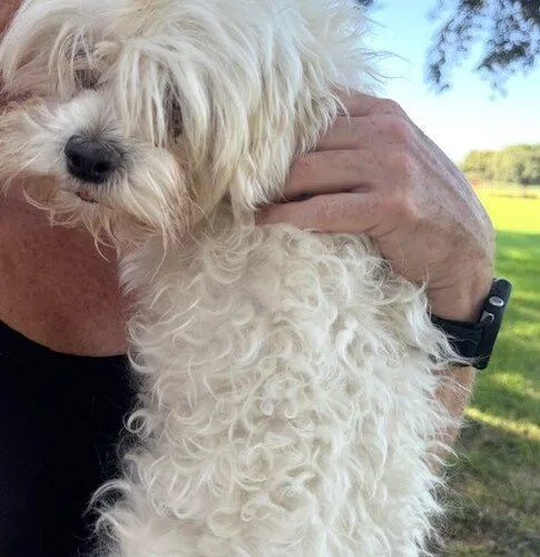 A young small-sized male Maltese dog named Winston for adoption in Jackson, LA