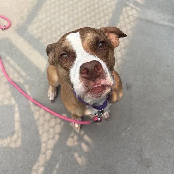 An adult medium-sized female Yellow / Tan / Blond / Fawn Mixed Breed dog named Lylah for adoption in Pittsburgh, PA