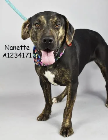 A young medium-sized female Pit Bull Terrier dog named Nanette for adoption in Bakersfield, CA