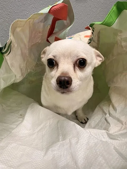 An adult small-sized male Chihuahua dog named Tito for adoption in Killeen, TX
