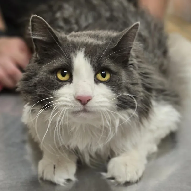 A senior extra large-sized female Gray / Blue / Silver Domestic Long Hair cat named Millie for adoption in Wickenburg, AZ