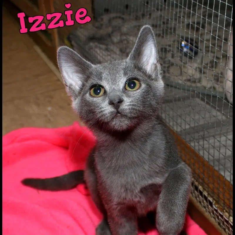 A baby medium-sized female Domestic Short Hair cat named Izzie for adoption in Shippenville, PA