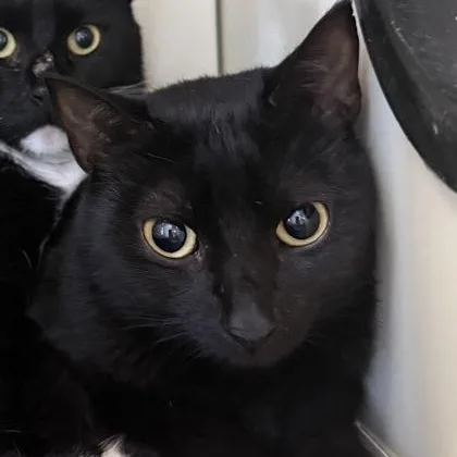 A young medium-sized female Black Domestic Short Hair cat named Bonnie for adoption in Fernandina Beach, FL