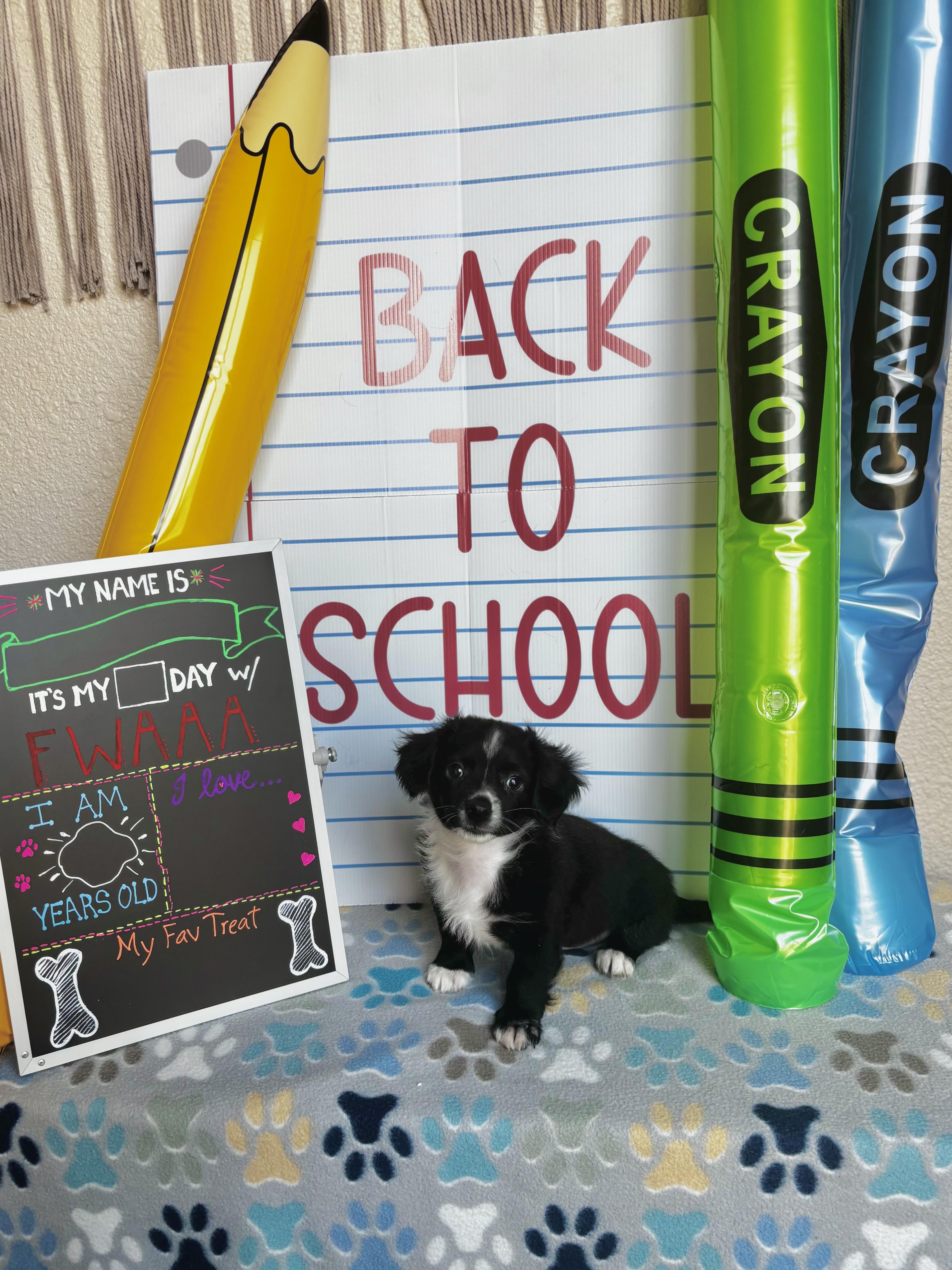 A baby small-sized male Dachshund (Long Haired) dog named Pooh Winnie the for adoption in Benbrook, TX