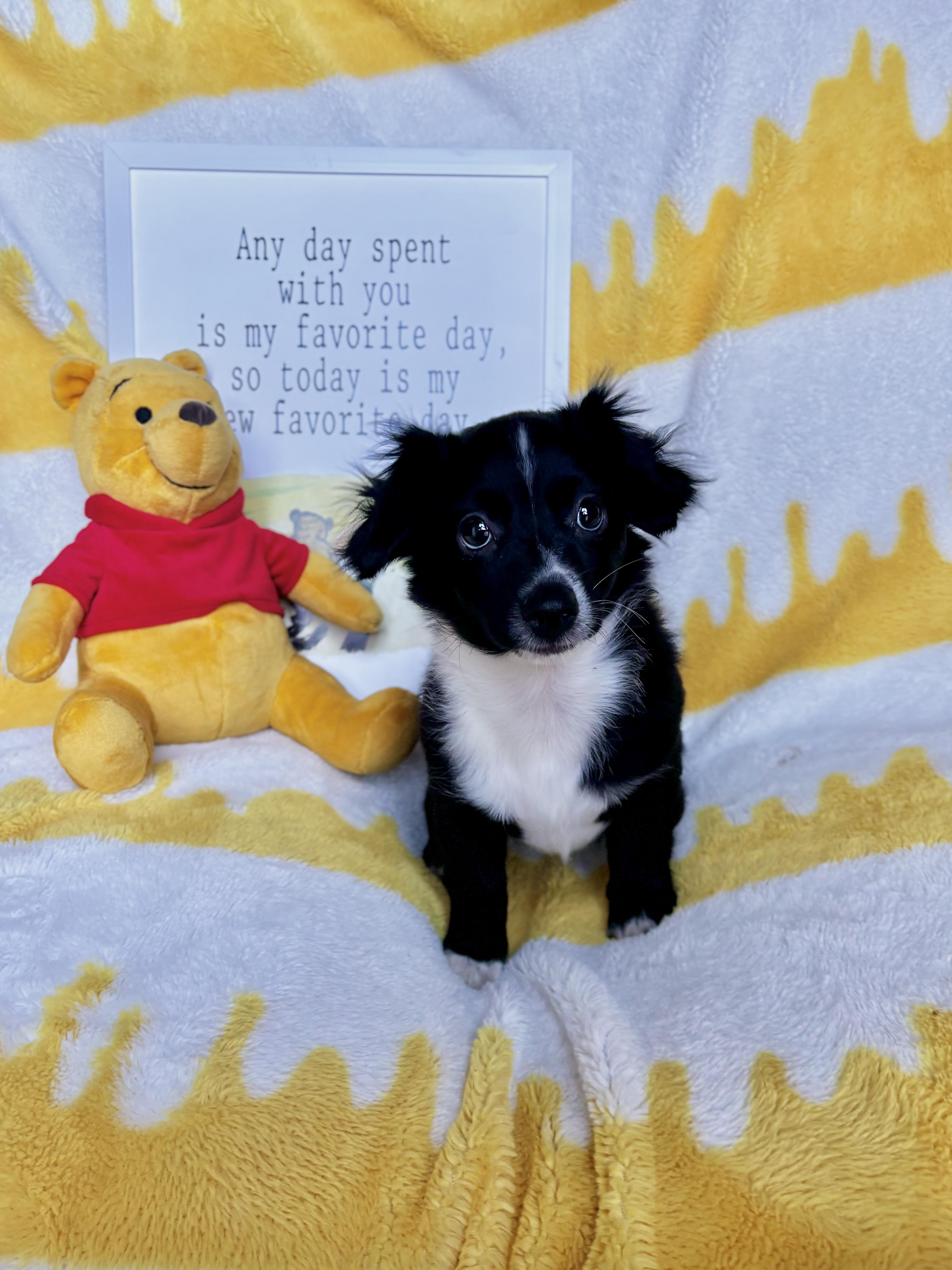 Pooh  Winnie the thumbnail 5