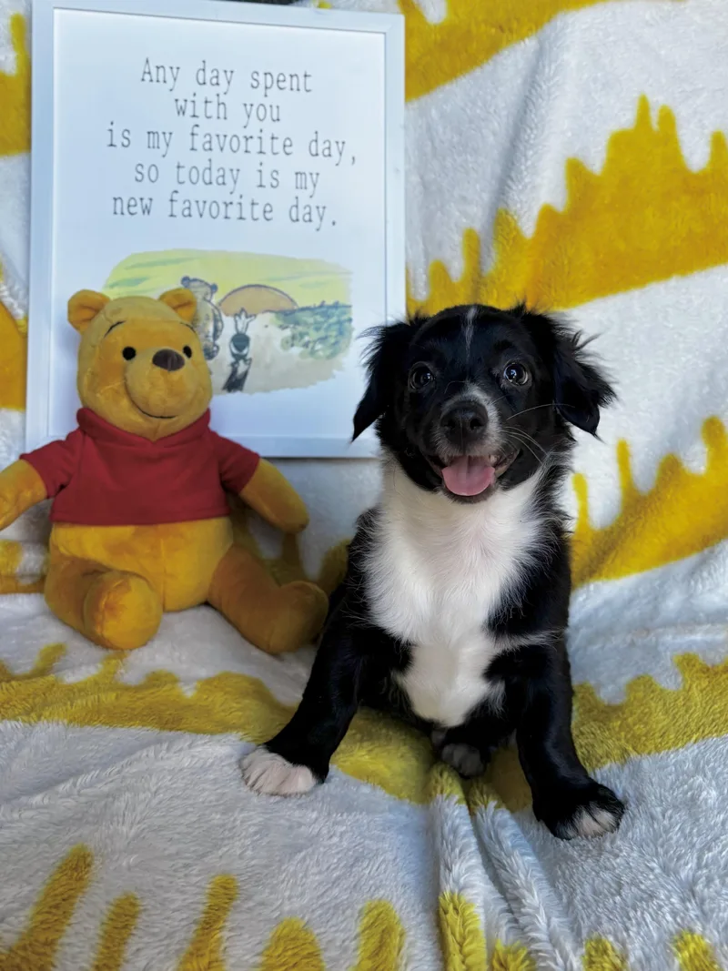 Pooh  Winnie the thumbnail 6