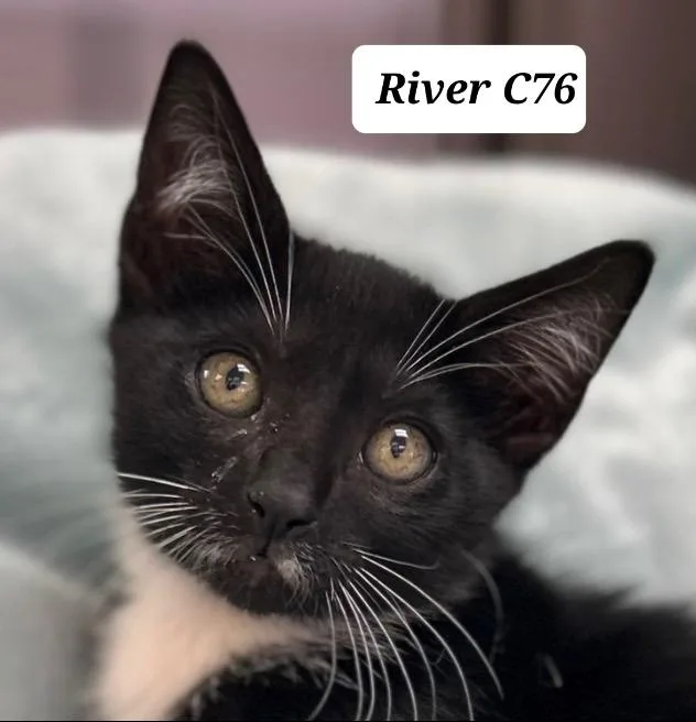 A baby medium-sized male Black Domestic Short Hair cat named River for adoption in Morganton, NC