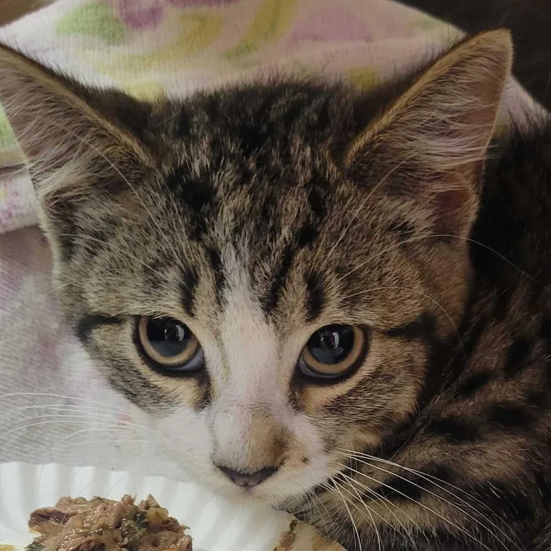 A baby small-sized female Brown / Chocolate Domestic Short Hair cat named Daria for adoption in Milan, IL