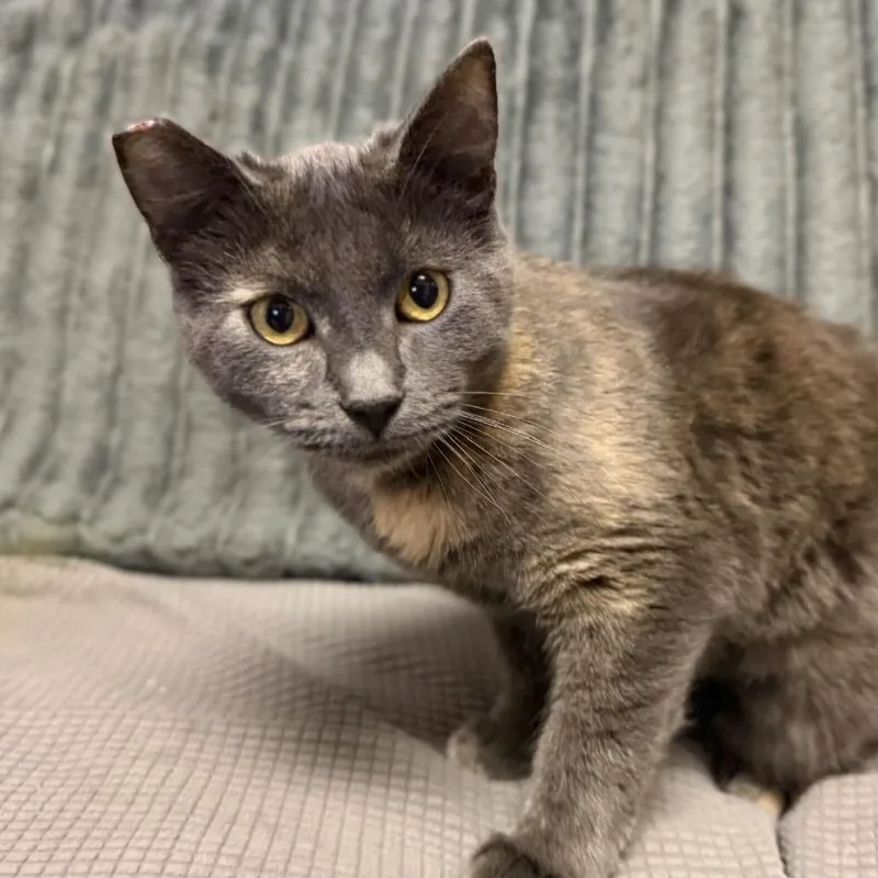 A young medium-sized female Gray / Blue / Silver Domestic Short Hair cat named Butter Lovers for adoption in Buffalo, MN