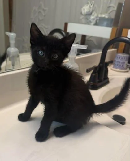 A baby small-sized male Domestic Short Hair cat named Rottie for adoption in Madison, NJ
