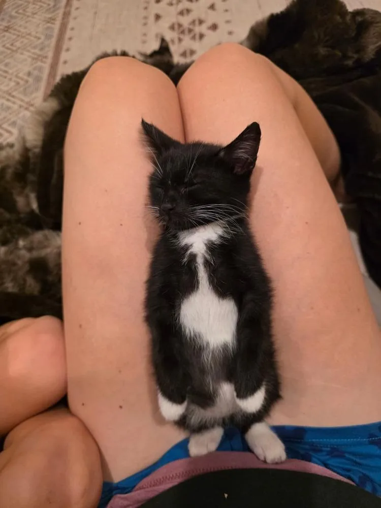 A baby small-sized male Domestic Short Hair cat named Raven for adoption in Skippack, PA
