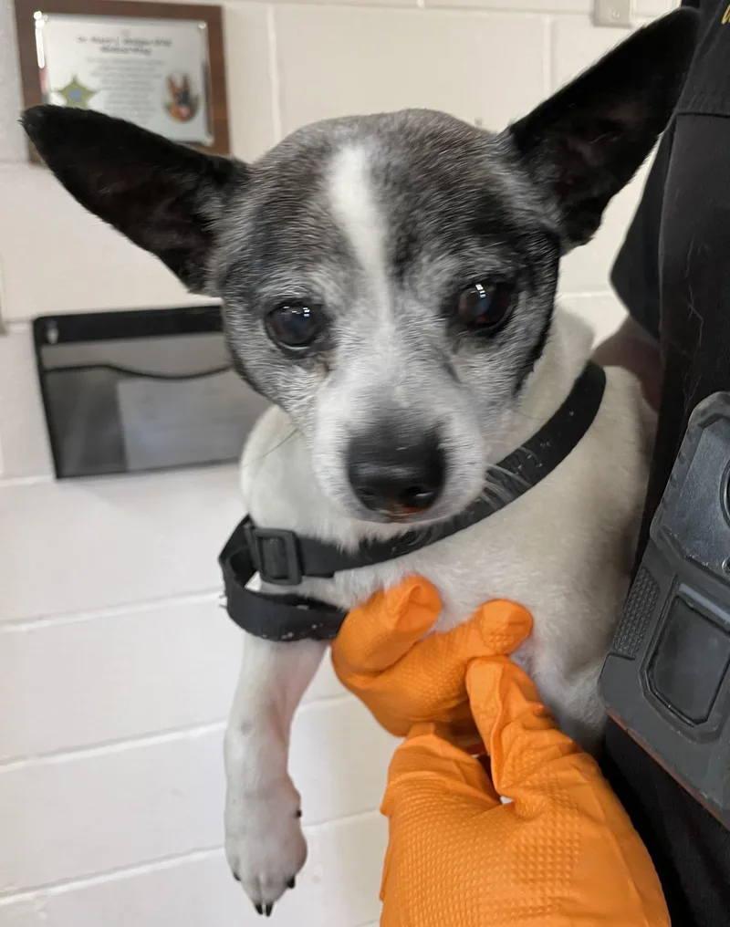 A senior small-sized male White / Cream Chihuahua dog named Randall Hold for adoption in Canton, OH