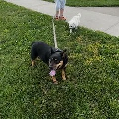 An adult medium-sized female Black Australian Cattle Dog / Blue Heeler dog named Izzy for adoption in Brookfield, MO