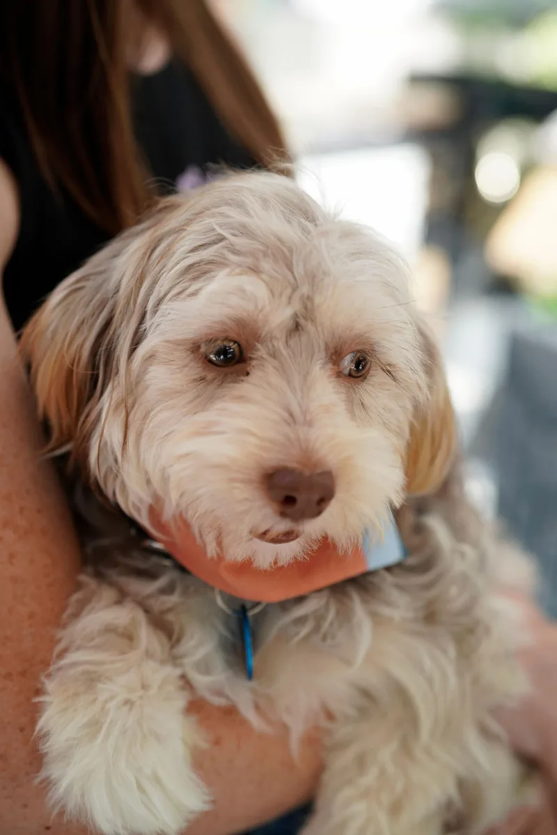 Blueberry thumbnail 2