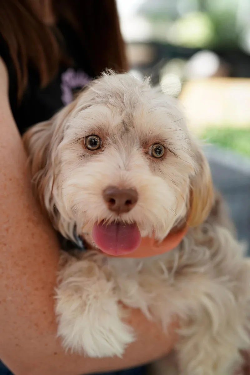 A baby medium-sized male Poodle dog named Blueberry for adoption in Pasadena, CA