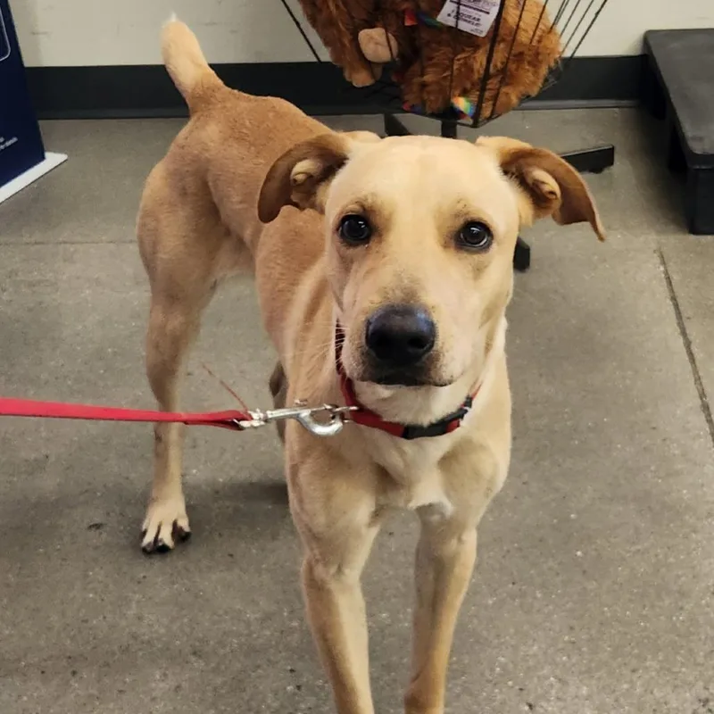 A young medium-sized male Shepherd dog named Apolo Luna for adoption in Las Vegas, NV