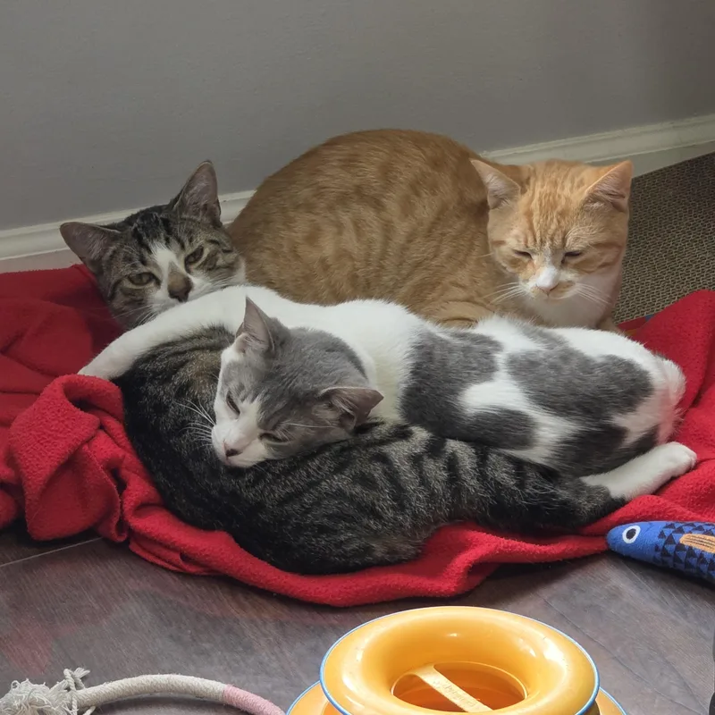 A baby medium-sized male Tabby (Gray / Blue / Silver) Domestic Short Hair cat named Cashew for adoption in Wilmington, NC
