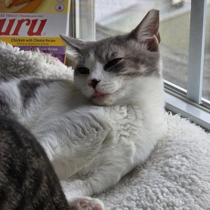 Cashew thumbnail 3