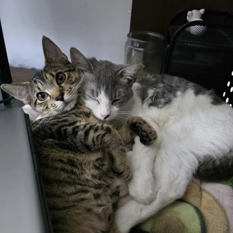 Cashew thumbnail 5