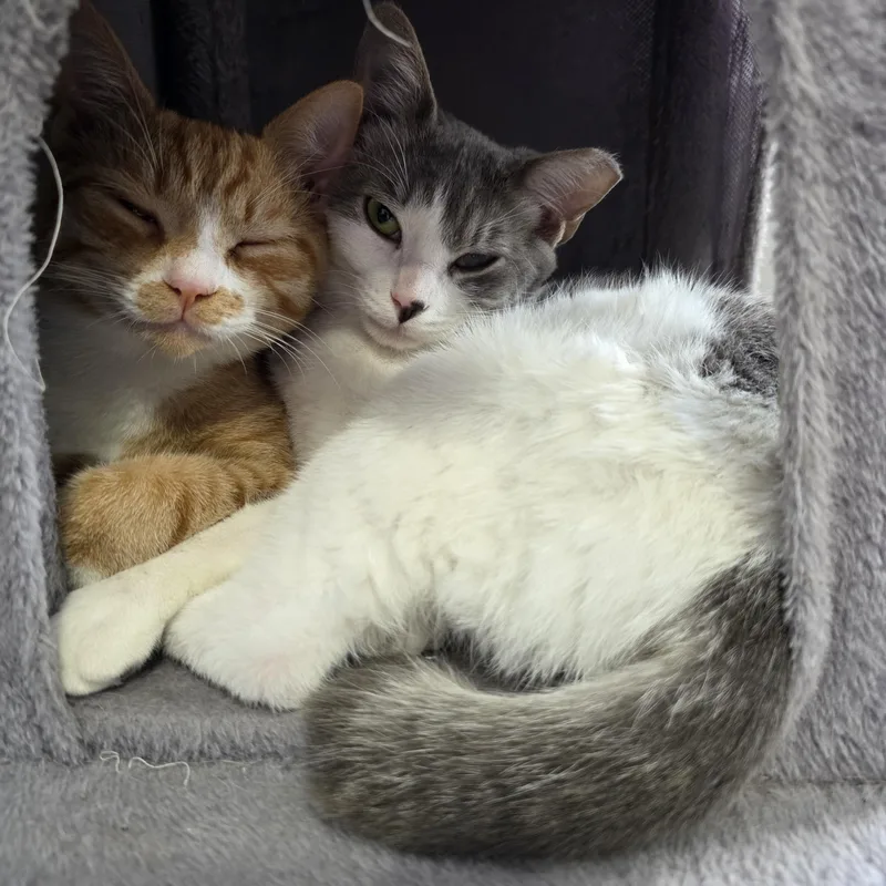 Cashew thumbnail 6