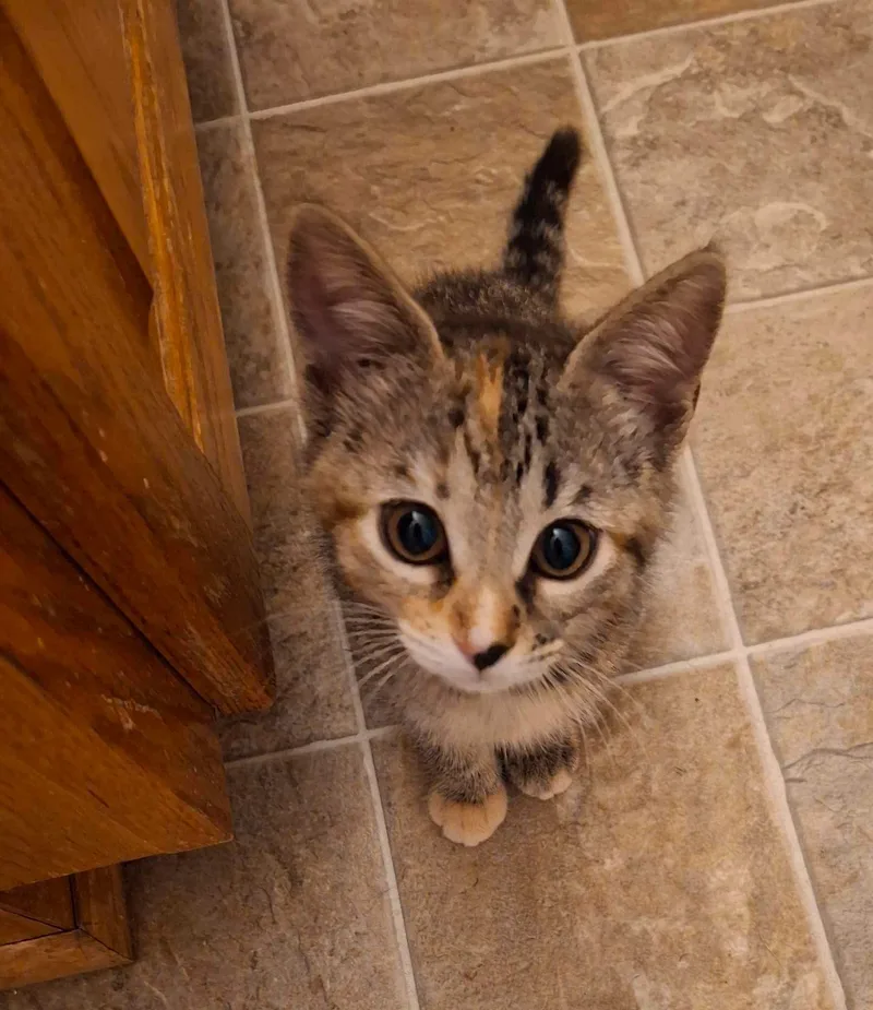 Chip & Cheezit thumbnail 2