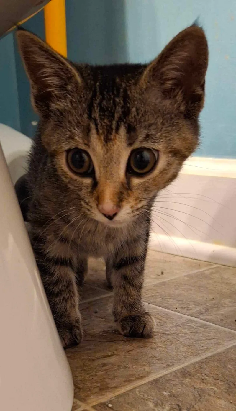 Chip & Cheezit thumbnail 3