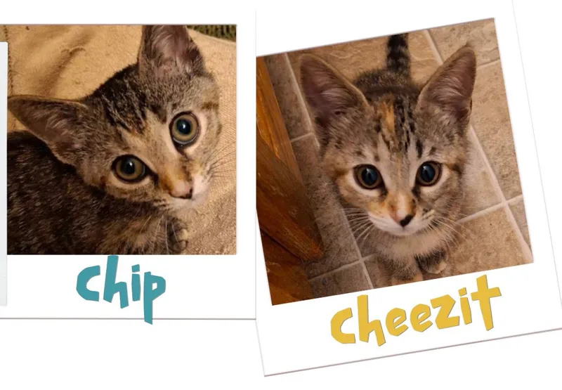 Chip & Cheezit