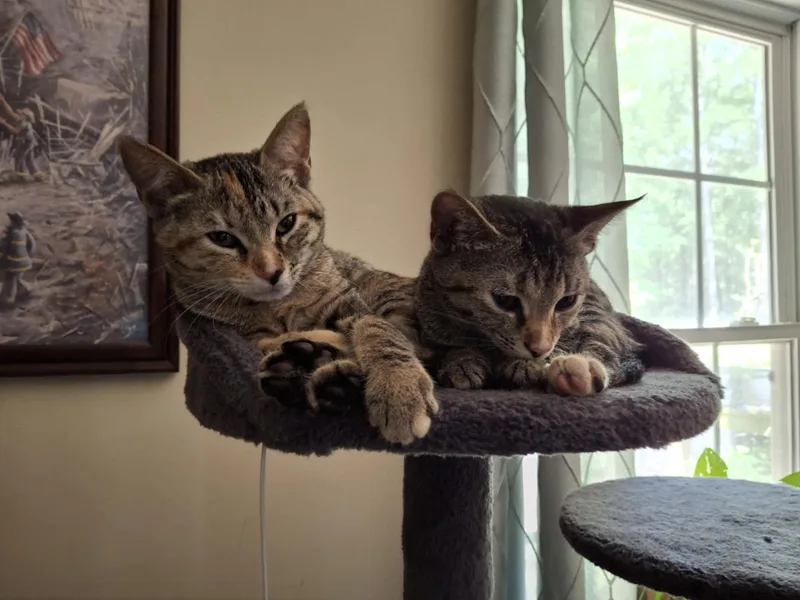 Chip & Cheezit thumbnail 4