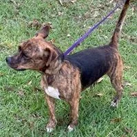 An adult medium-sized male Brindle Chihuahua dog named Speedy for adoption in Tampa, FL