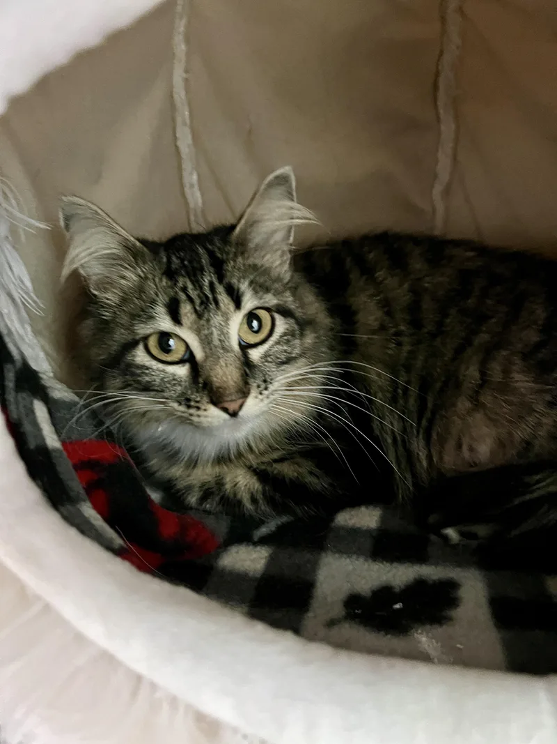 An adult medium-sized female Tabby (Brown / Chocolate) Domestic Medium Hair cat named May for adoption in Jamestown, ND