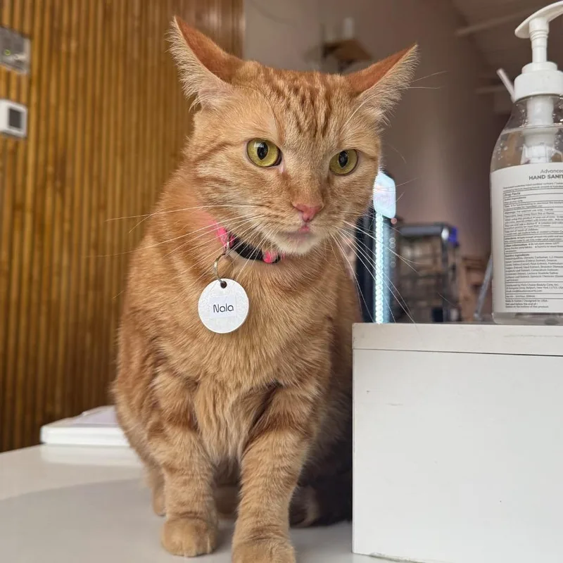 Nala
