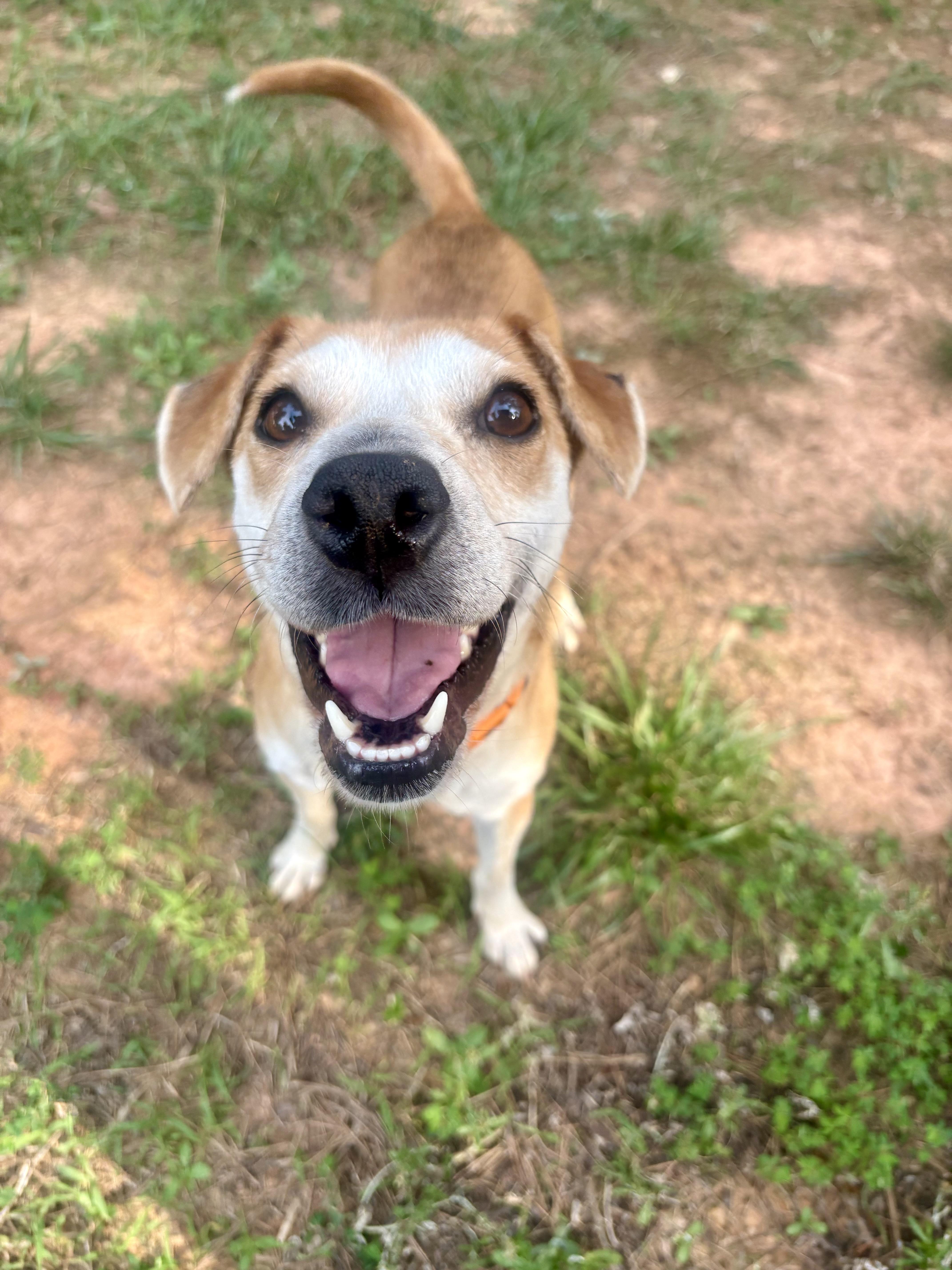 A young small-sized female Yellow / Tan / Blond / Fawn Beagle dog named Abbie for adoption in Waxhaw, NC
