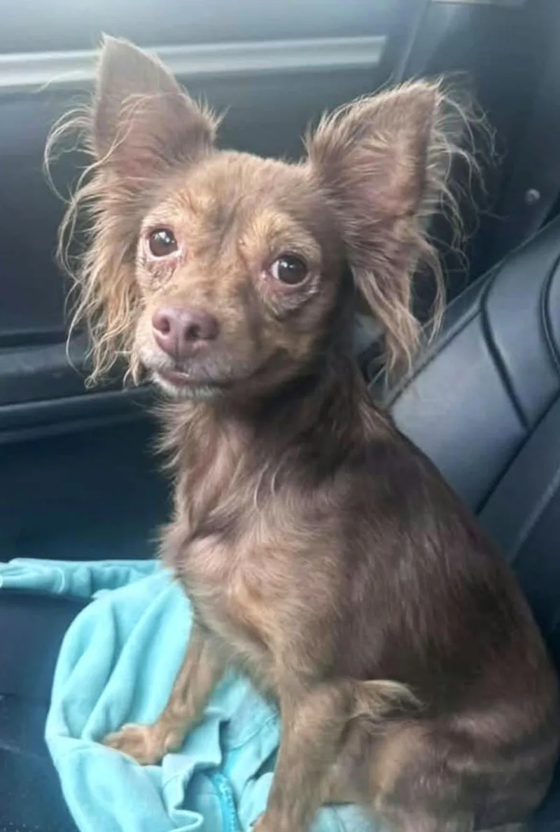 A young small-sized female Chihuahua dog named Honey Moore for adoption in Saunderstown, RI