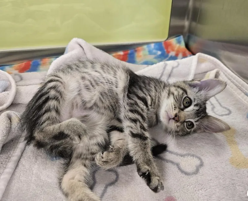 A baby small-sized female Domestic Short Hair cat named Dottie for adoption in Dickson, TN