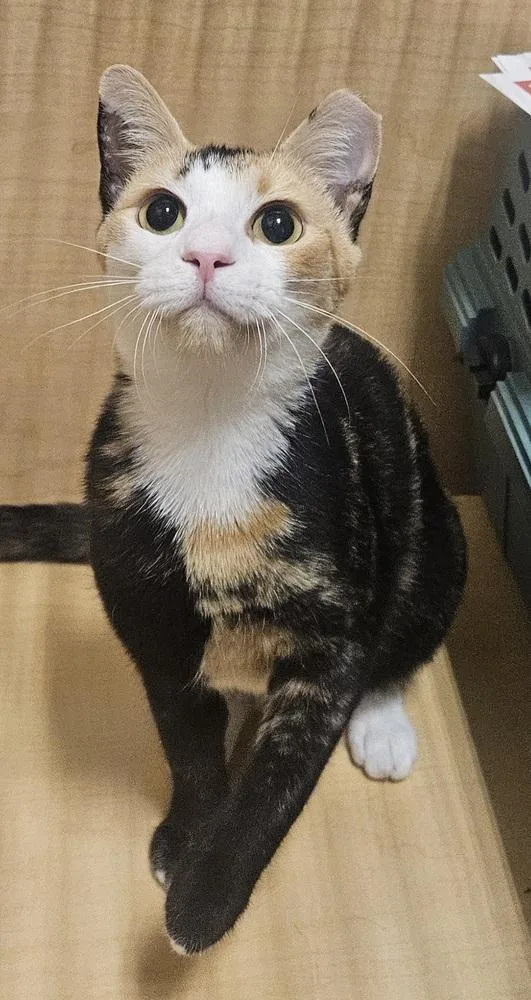 An adult small-sized female Black & White / Tuxedo Domestic Short Hair cat named Kiki for adoption in Wilson, NC