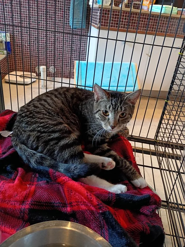 A baby medium-sized female Domestic Short Hair cat named Hannah Tabby upstairs for adoption in LIberty, NY