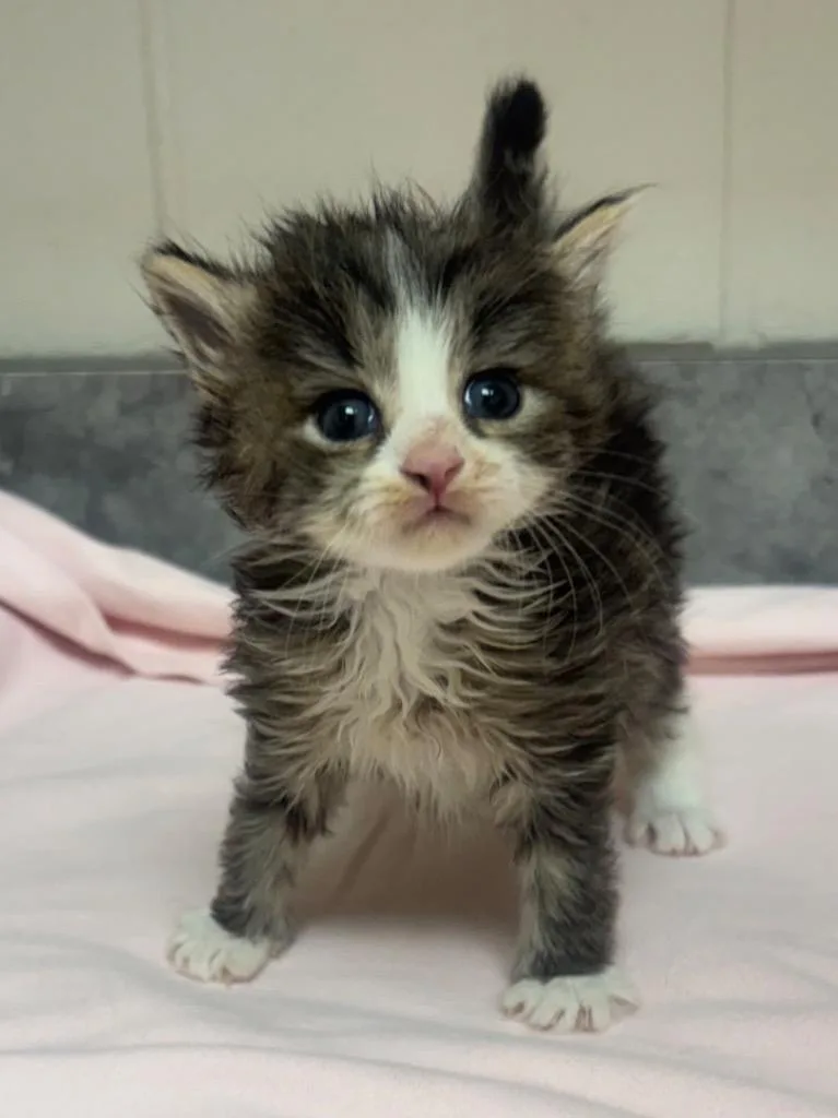 A baby medium-sized female Domestic Short Hair cat named Linnea for adoption in Greeneville, TN
