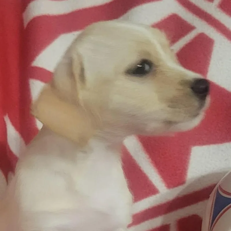 A baby small-sized female Yellow / Tan / Blond / Fawn Chihuahua dog named Trinity for adoption in Loves Park, IL