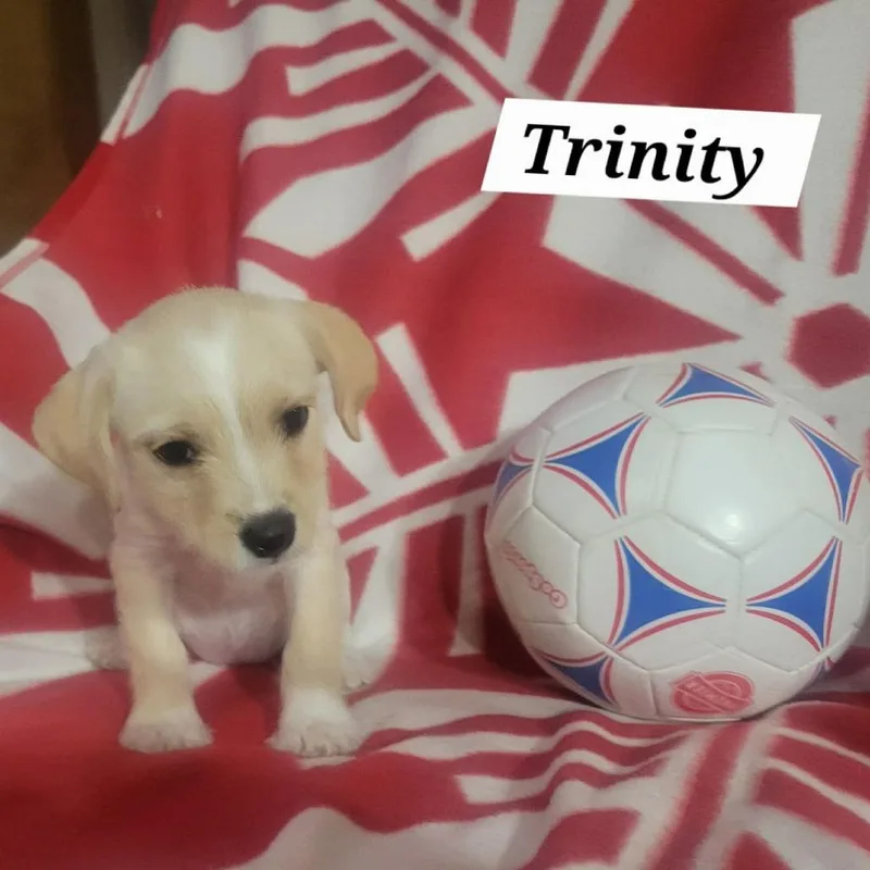 Trinity thumbnail 2
