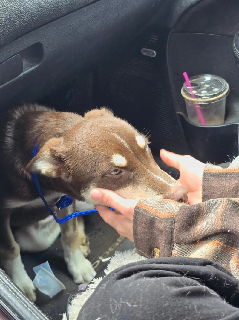 Baby Snickers thumbnail 3