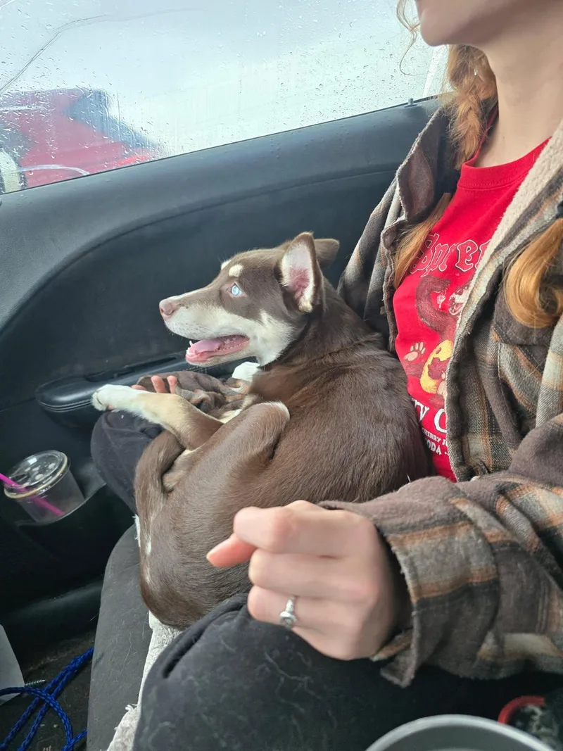 Baby Snickers thumbnail 4